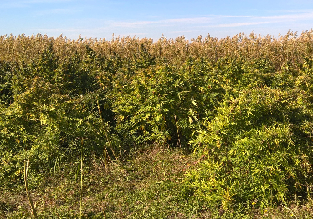 Ein Cannabis-Feld