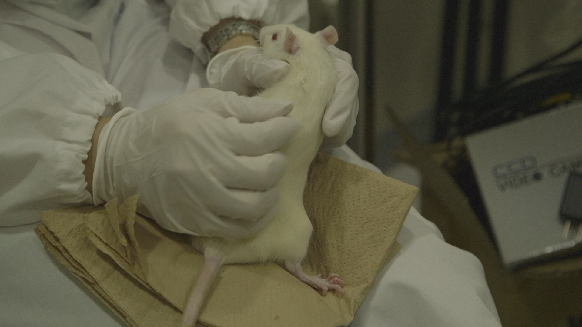1542367060284-pest_kingdom_super_rats_scene5