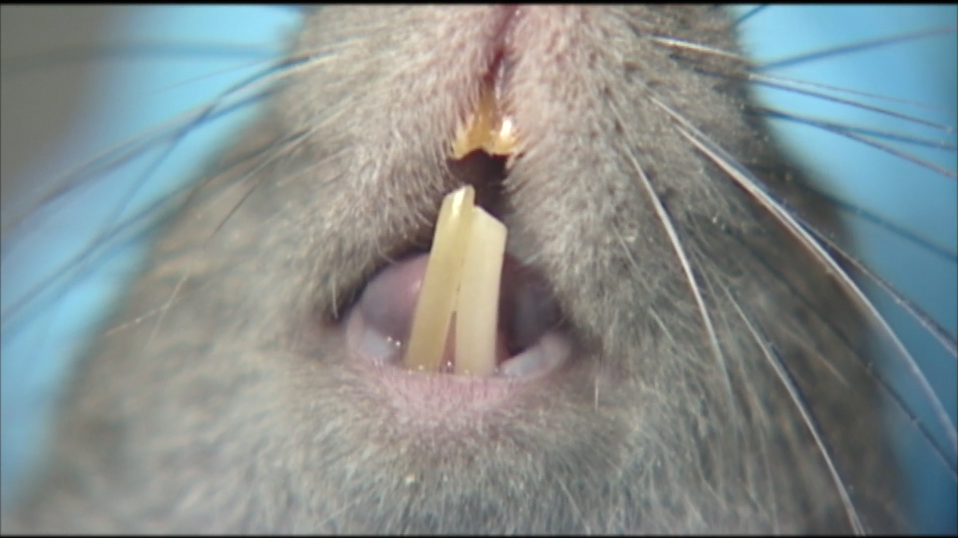 1542367135587-pest_kingdom_super_rats_scene2