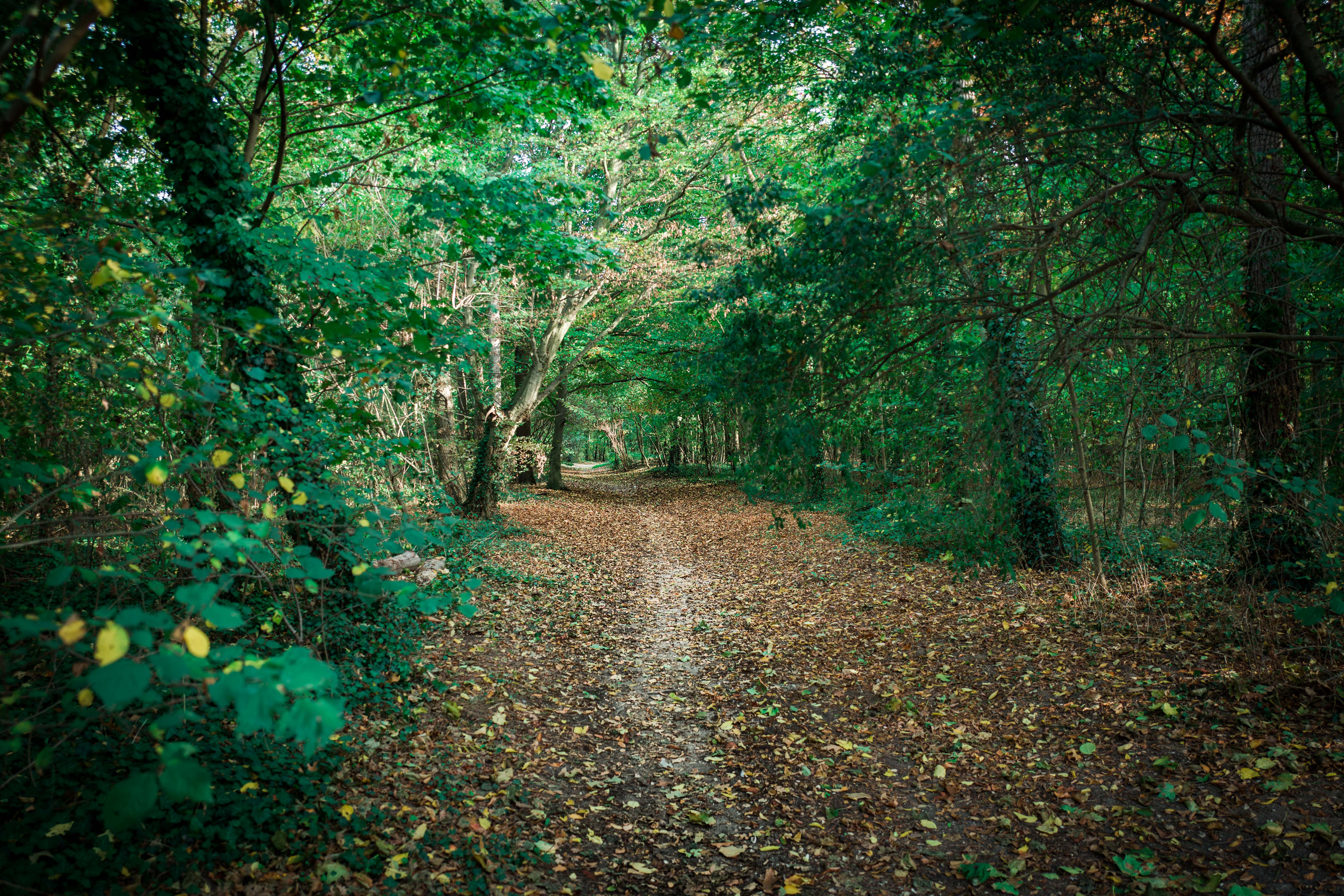 Comment les prostituées trans du bois de Boulogne se défendent