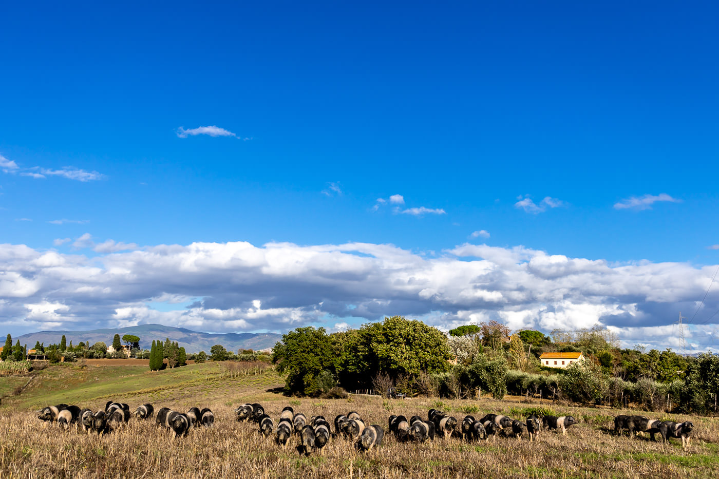 Cinta-senese-PorcoBrado-Panoramica