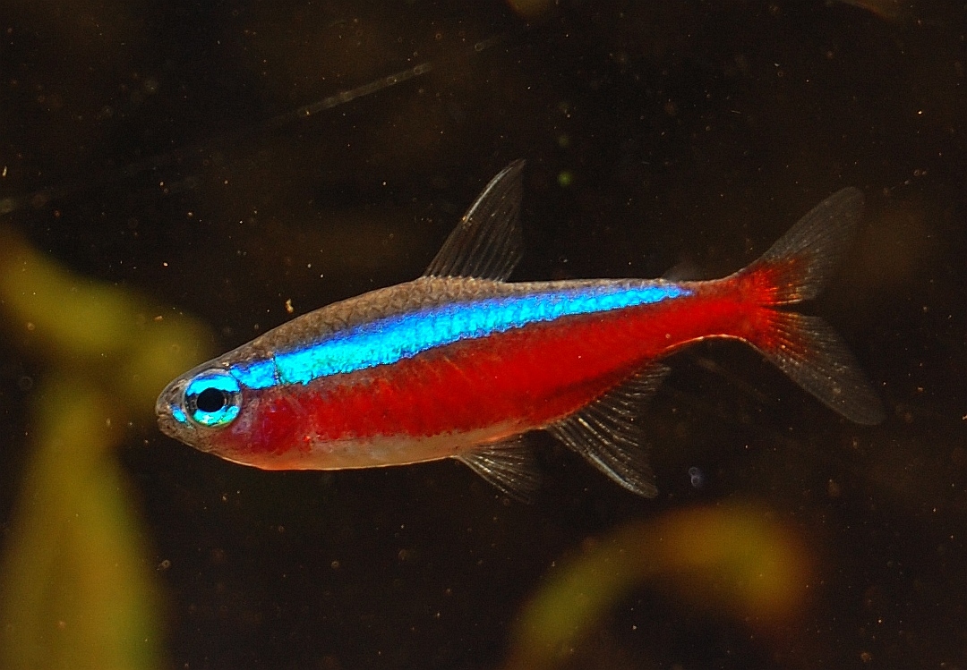 1542809630650-Neontetra-vis-1