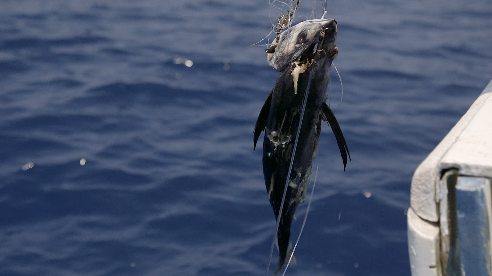 1543220555813-pest_kingdom_shark_hunters_1_scene1