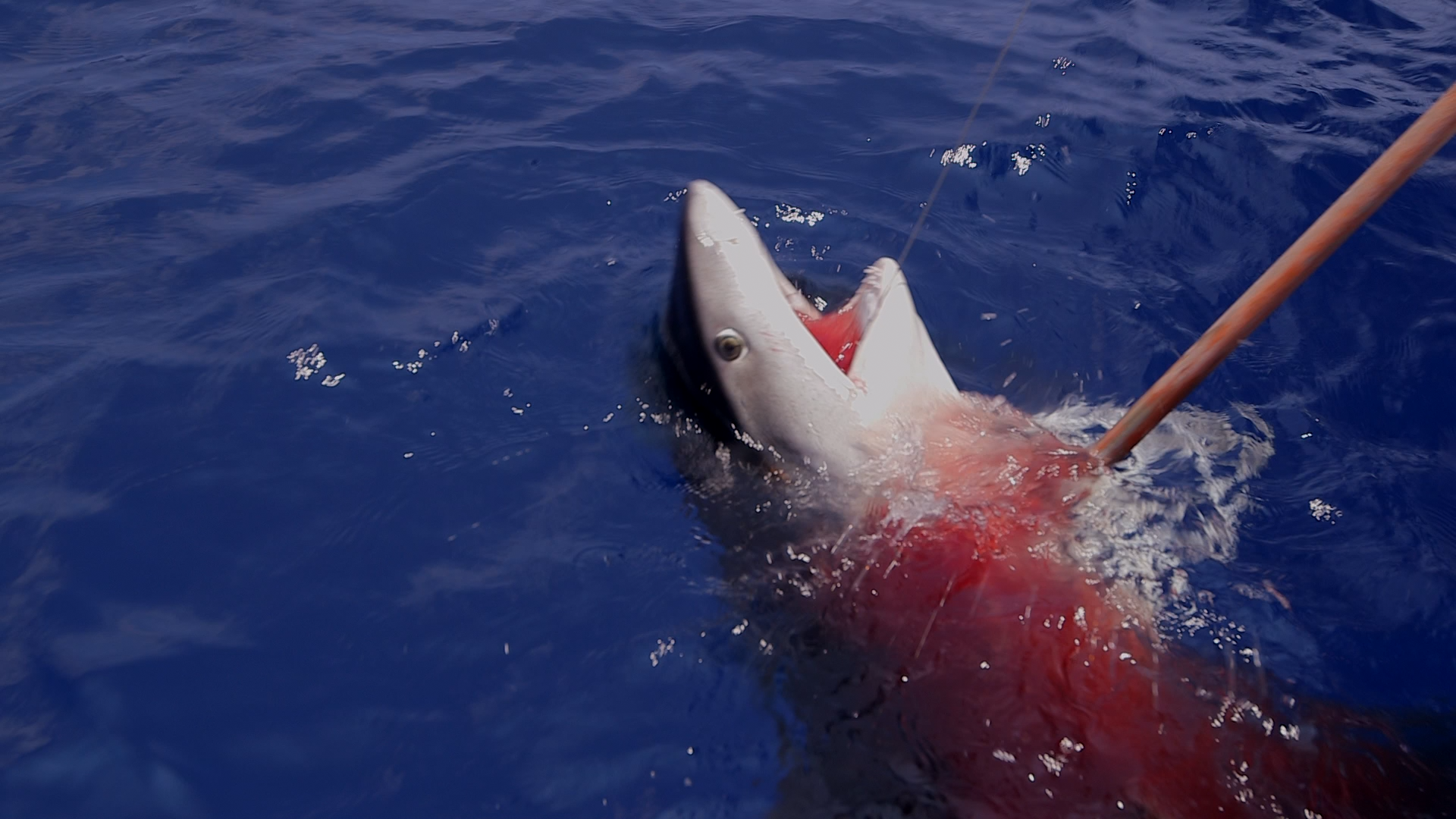 1543377770197-pest_kingdom_shark_hunters_2_scene2