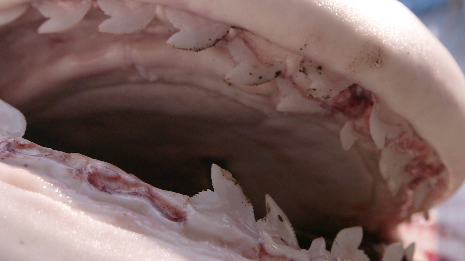 1543378009385-pest_kingdom_shark_hunters_2_scene4