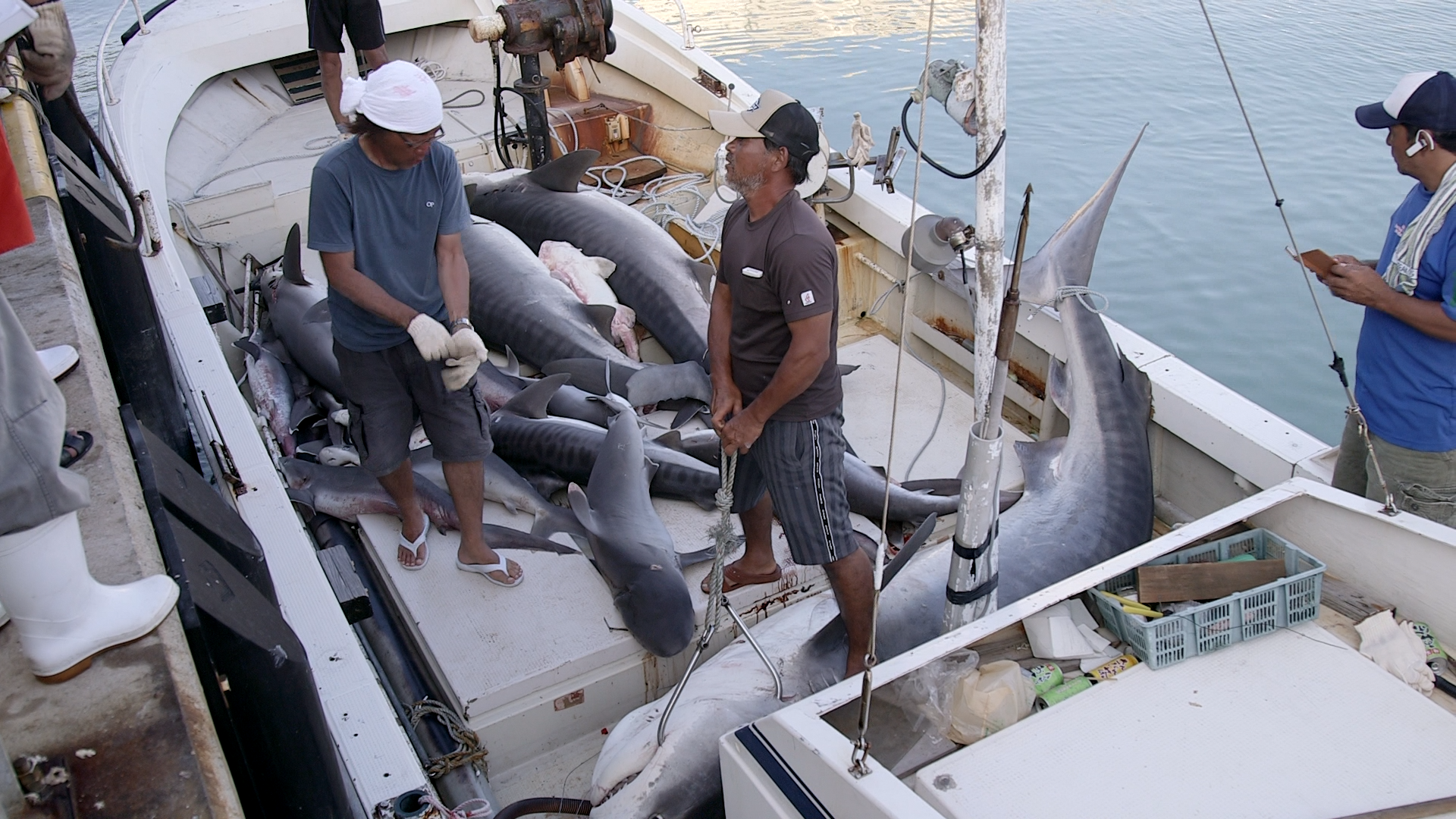 1543378033902-pest_kingdom_shark_hunters_2_scene5