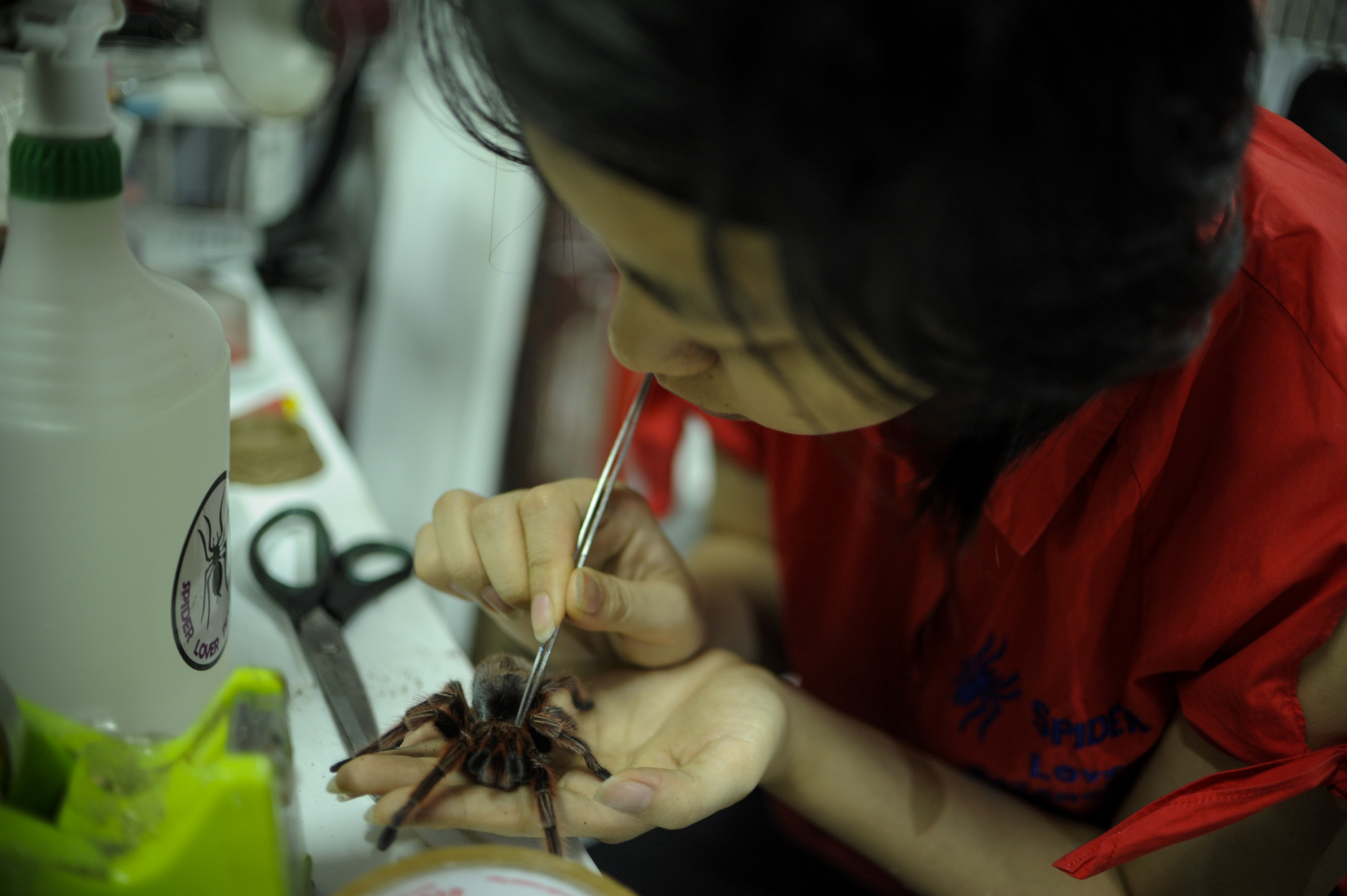 1543825290733-Bukbisj_RatuTarantula3-1