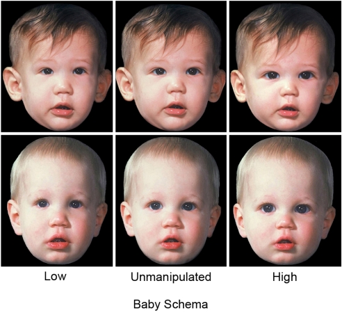 baby schema faces