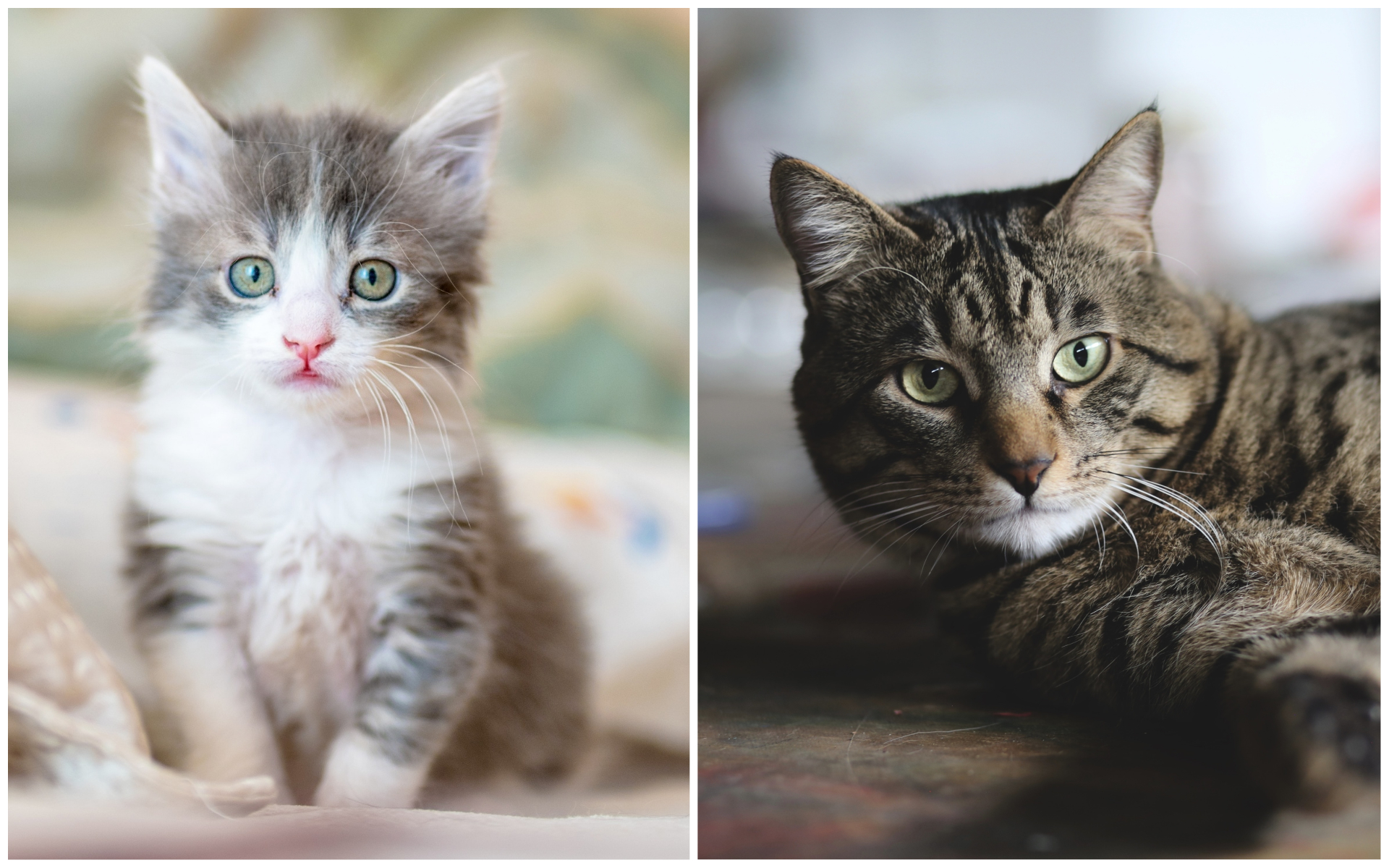 kitten and cat