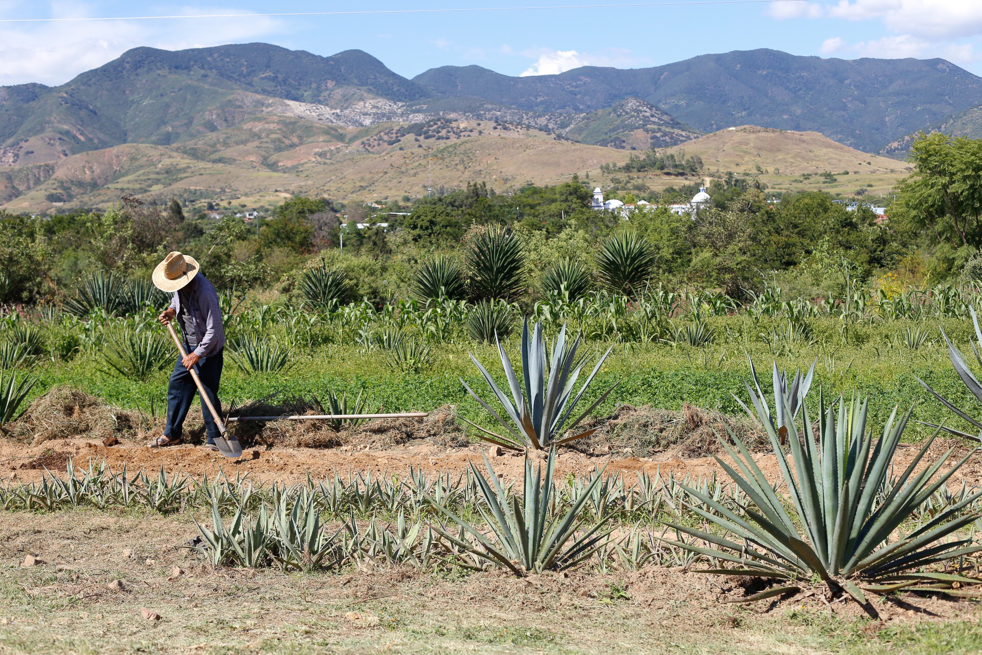 The hills surrounding the Lalocura palenque in Santa Catarina Minas, Oaxaca.