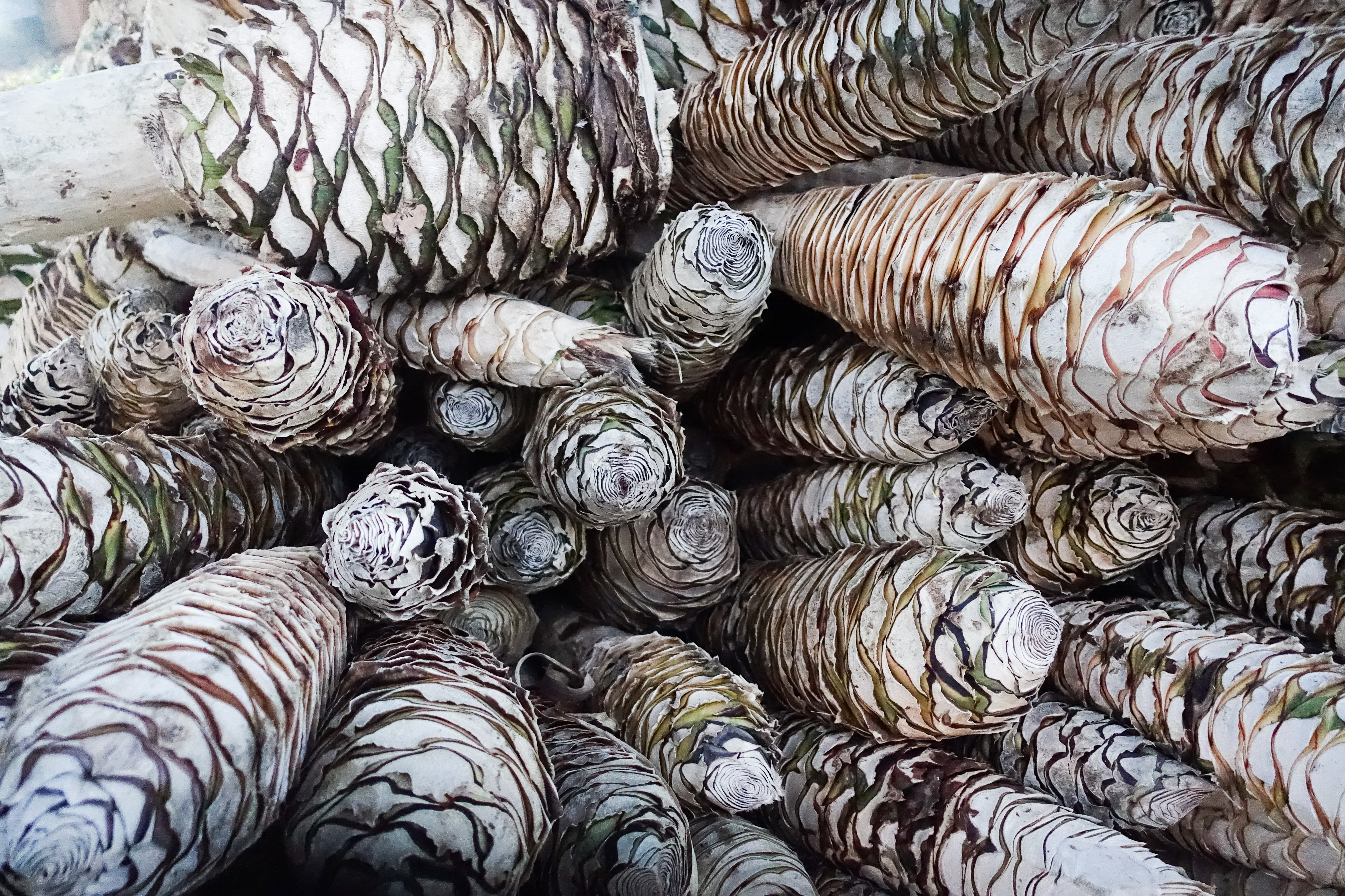 Agave stems before being roasted.