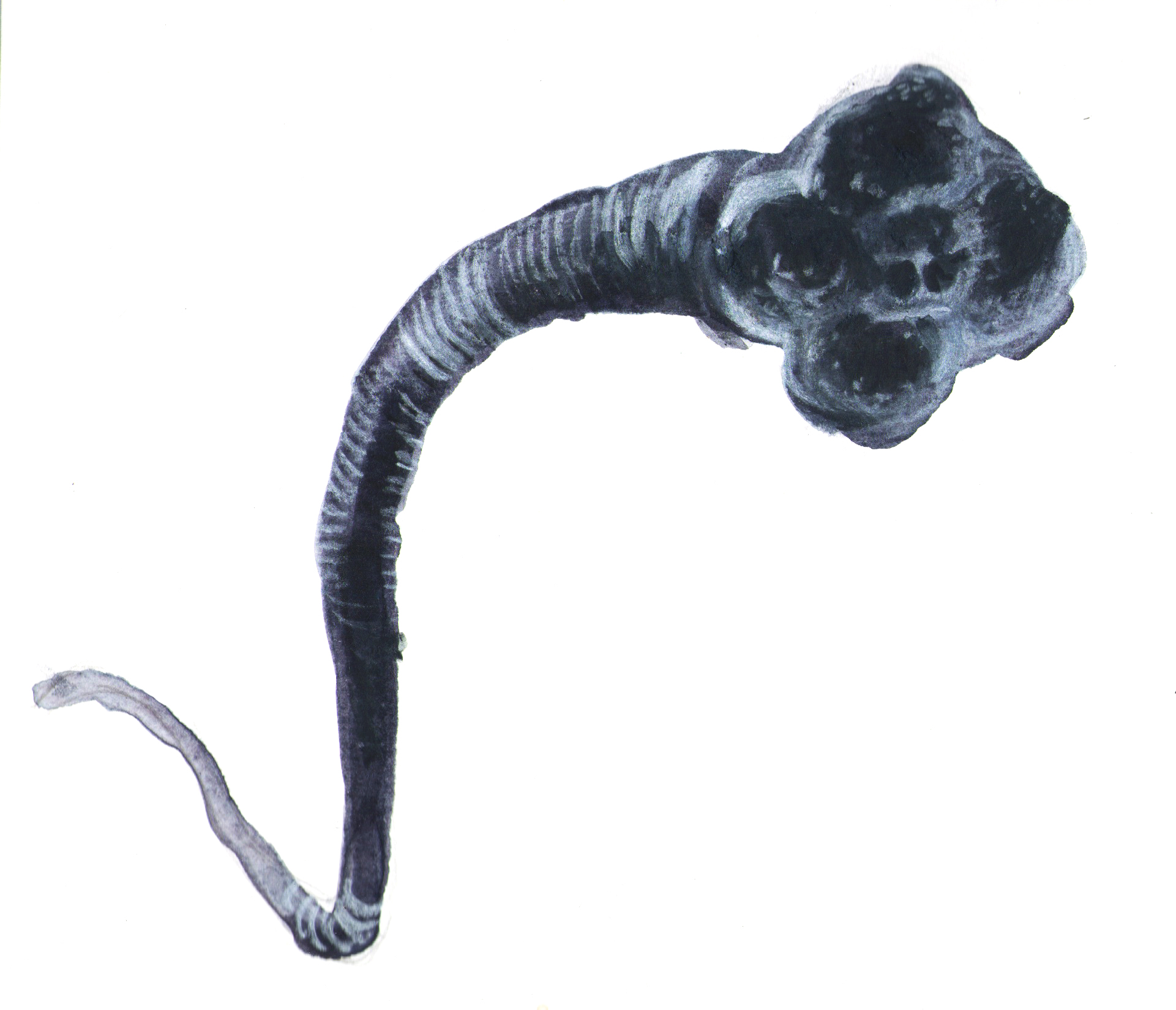 1545073729939-parasito1