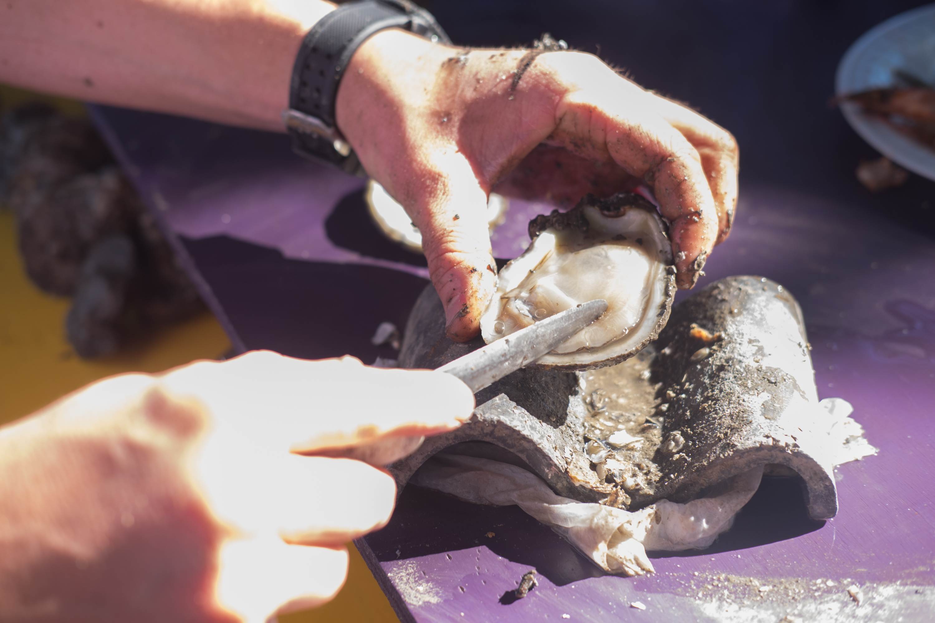 Hands shucking an oyster