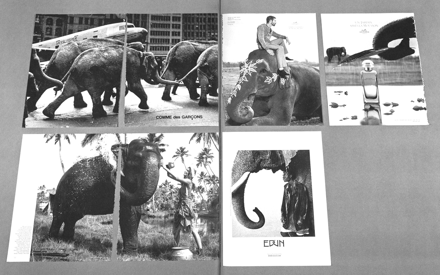 Archive Species detail