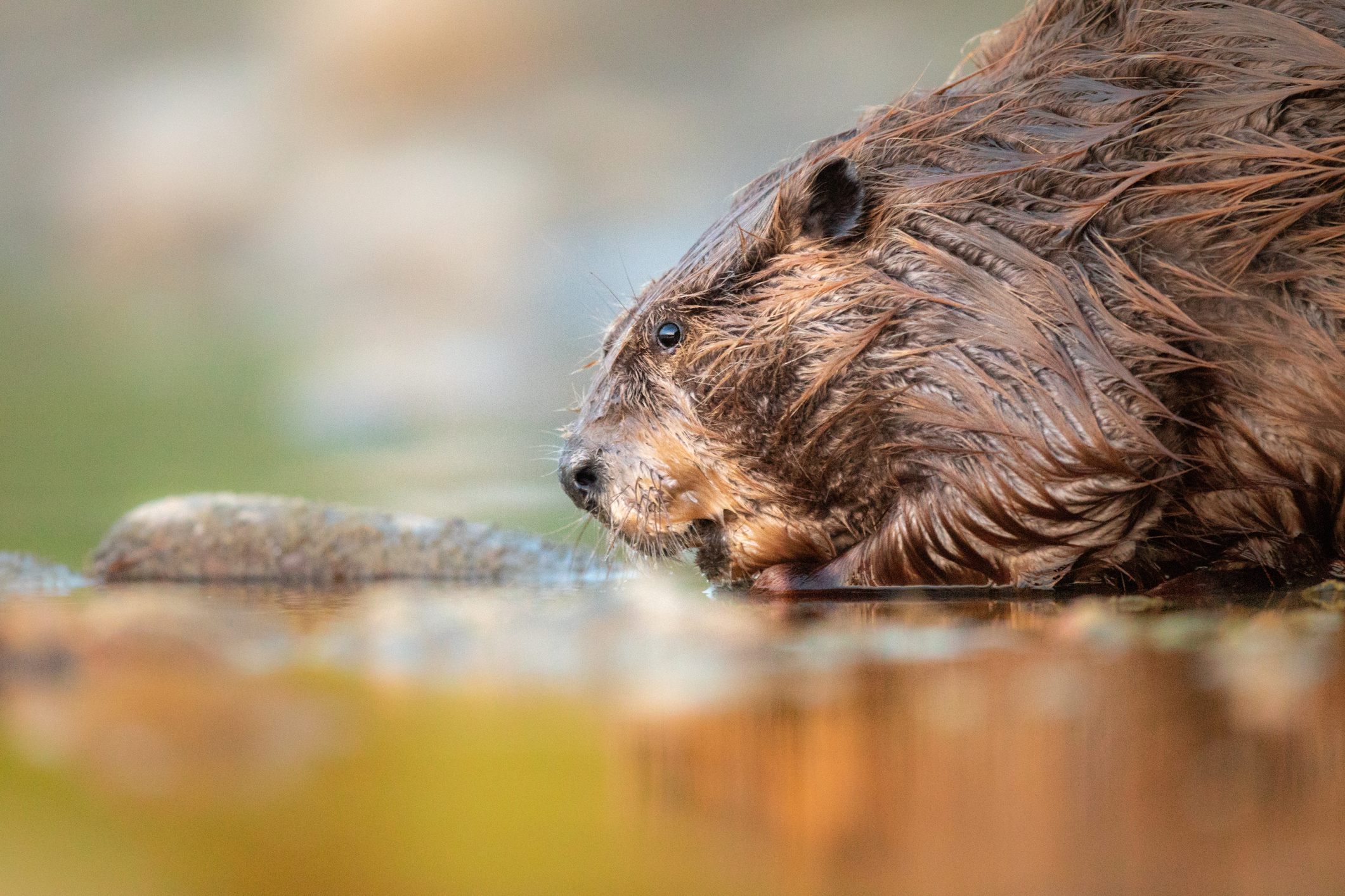 beaver drinking at river