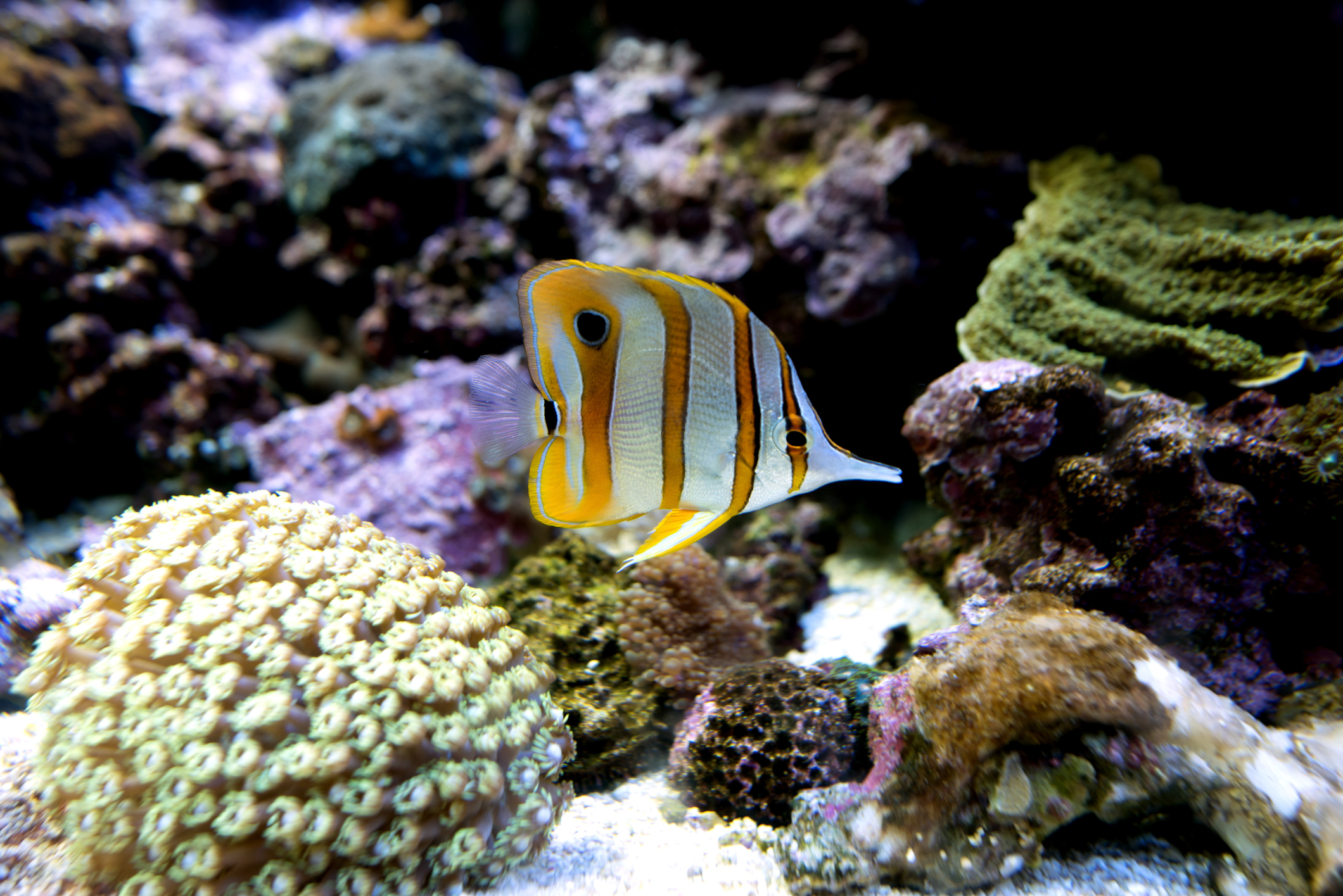 Copperband butterflyfish by Getty Images