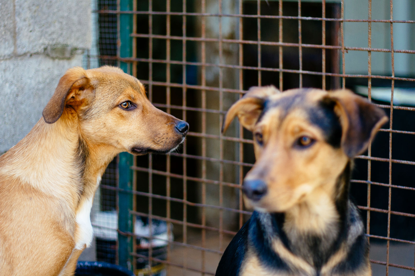 Shelter dogs. Image by Stocksy Laura Stolfi