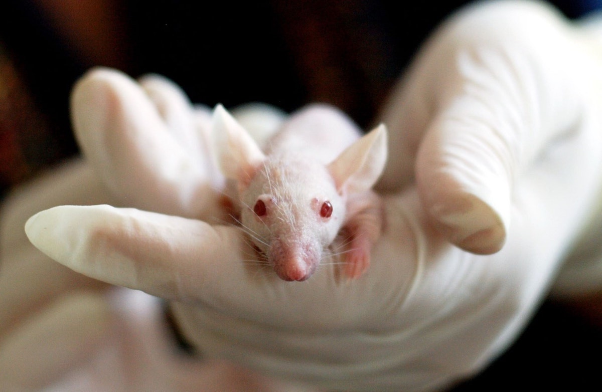 The Strange Story of the Lab Mouse Bred to Die
