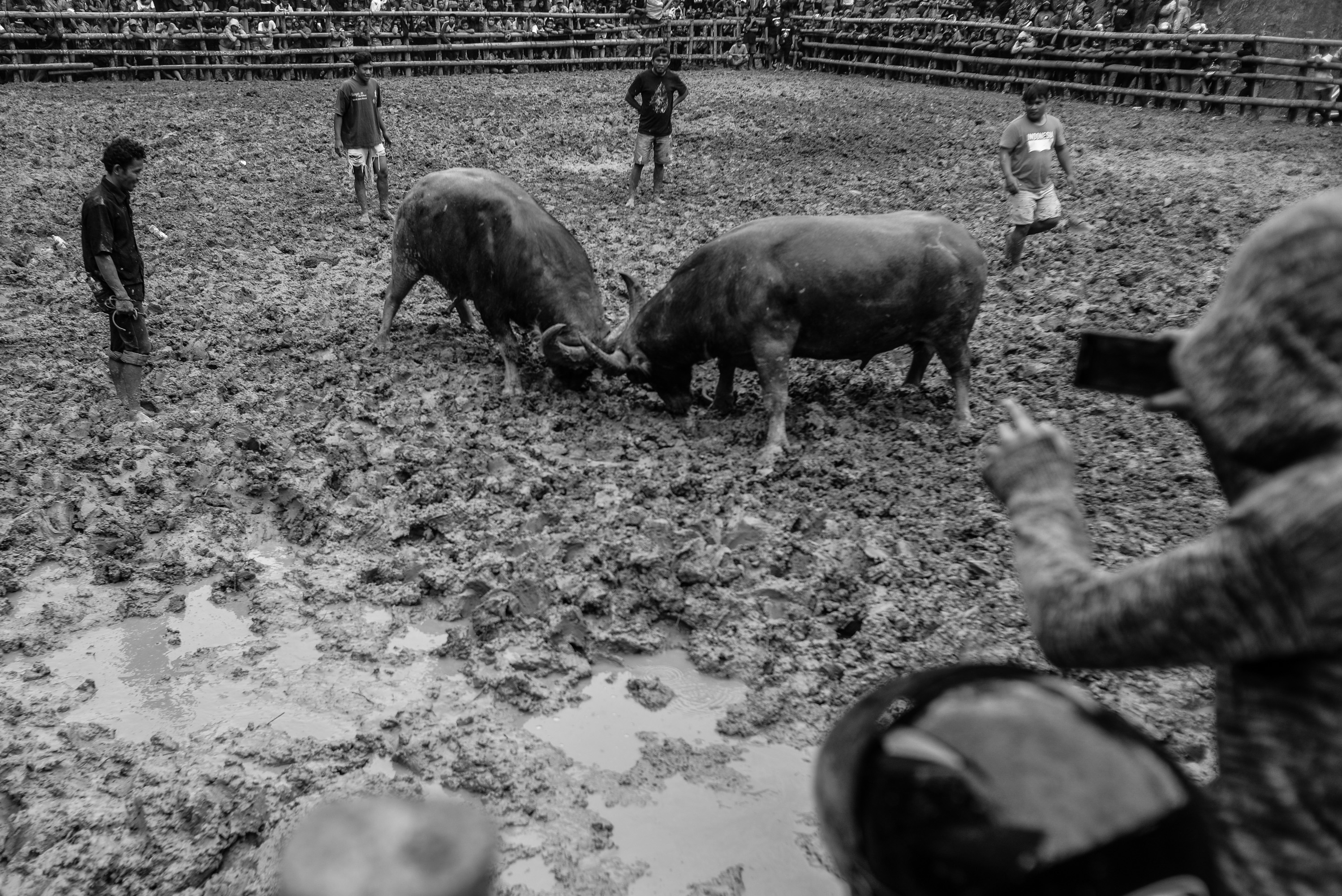 1547200405691-Tedong-Silaga-15
