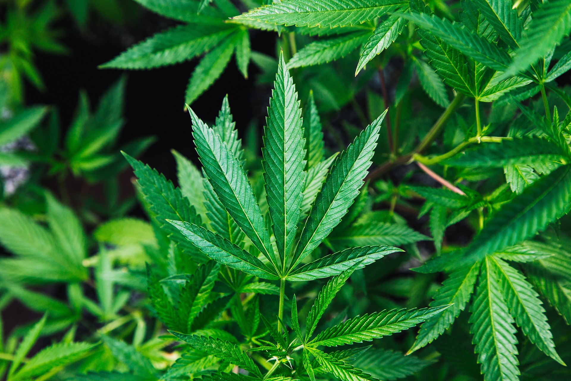 Weed-and-Wine-Tasting-California-Best-Travel-Destination