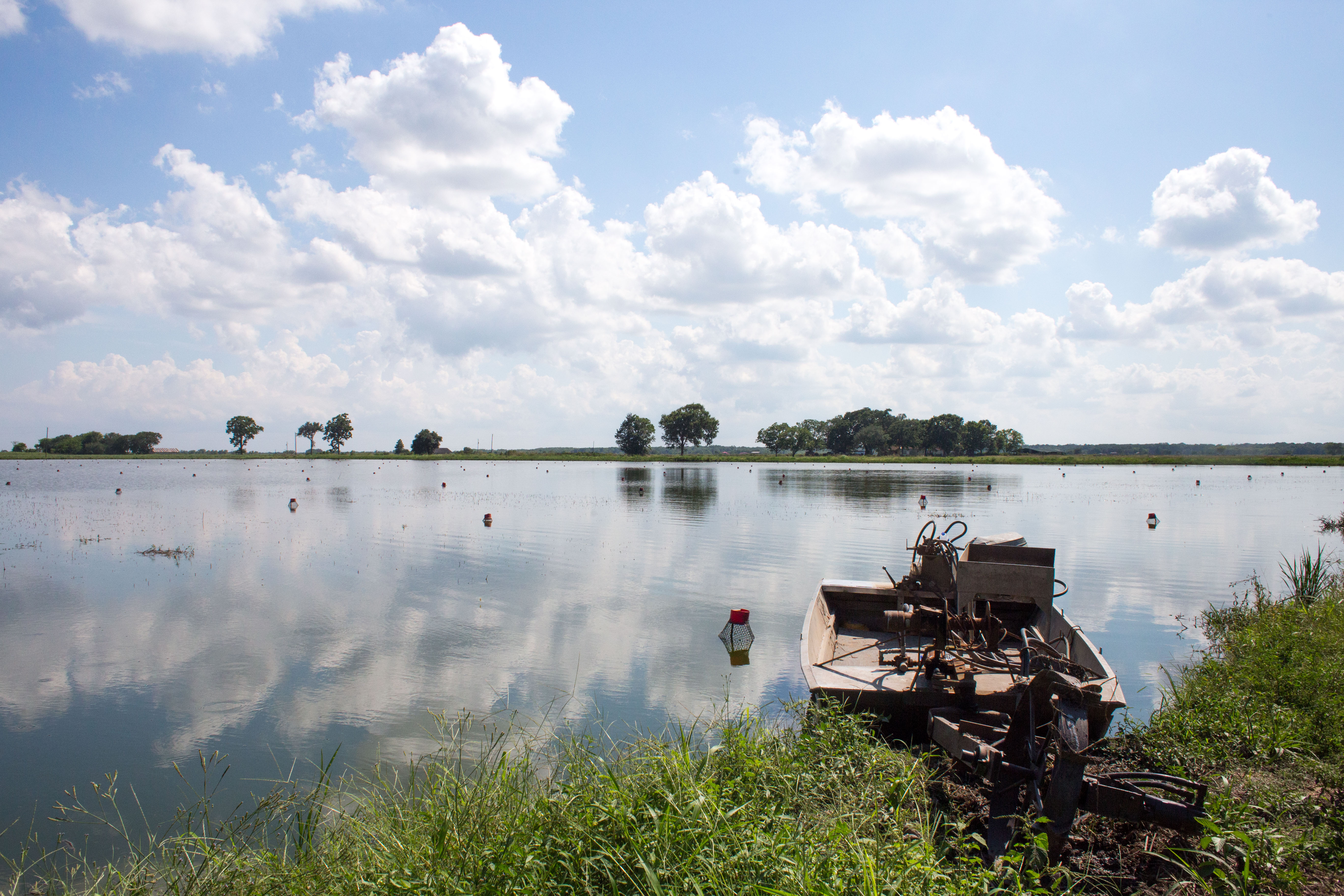 Ecrevisse Louisiane Katrina 11