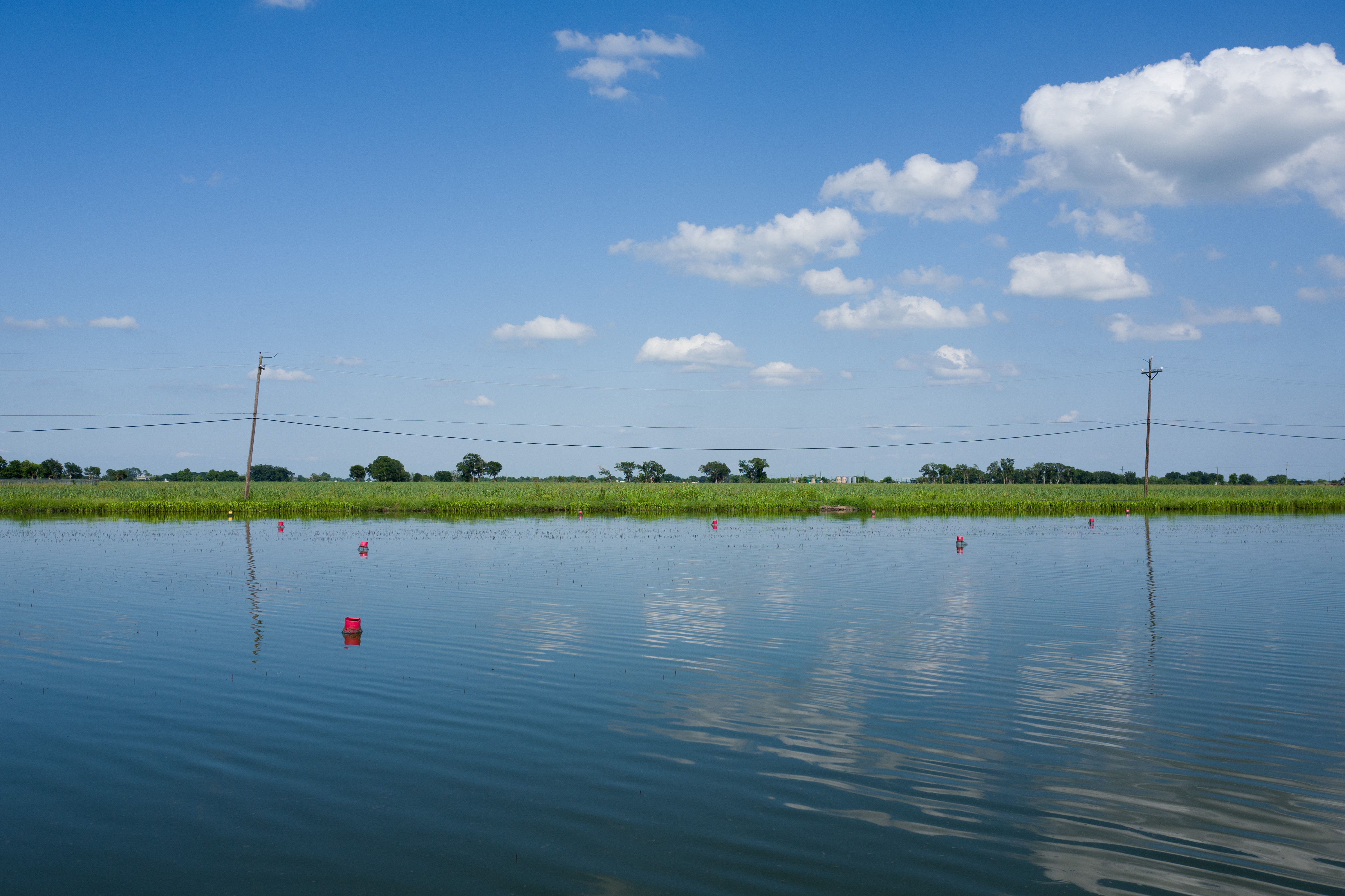 Ecrevisse Louisiane Katrina 32