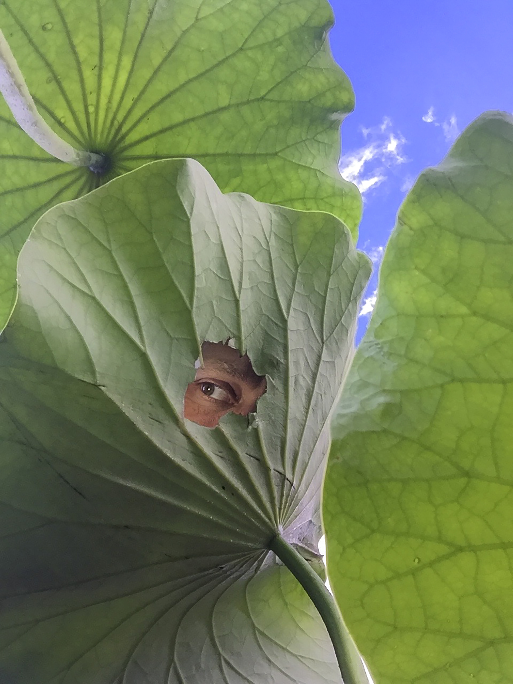 1548183635115-1_Lotus