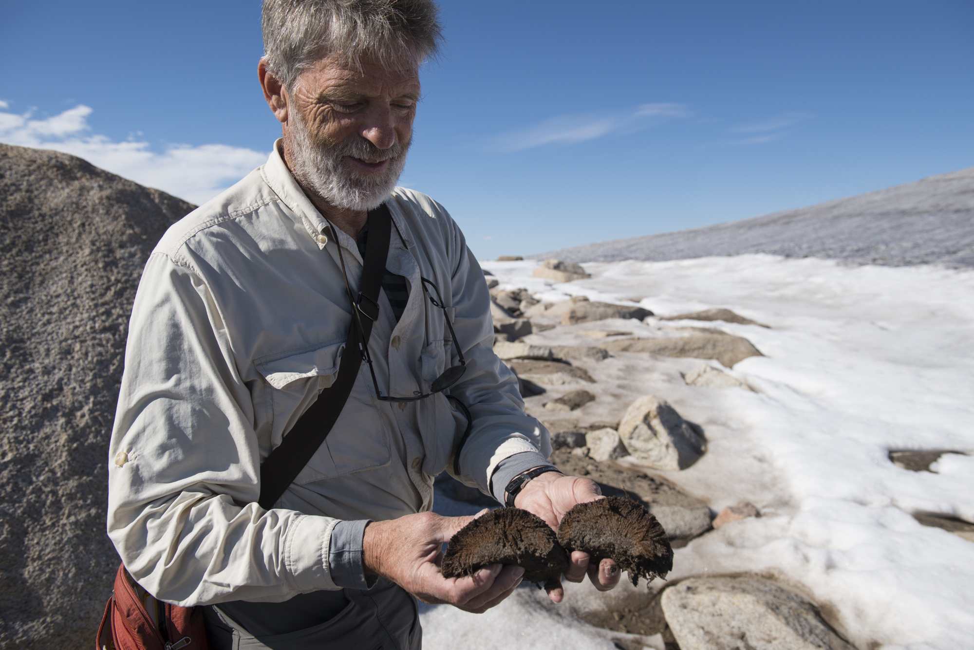 Gifford Miller inspects dead moss that will later be radiocarbon dated in the lab.