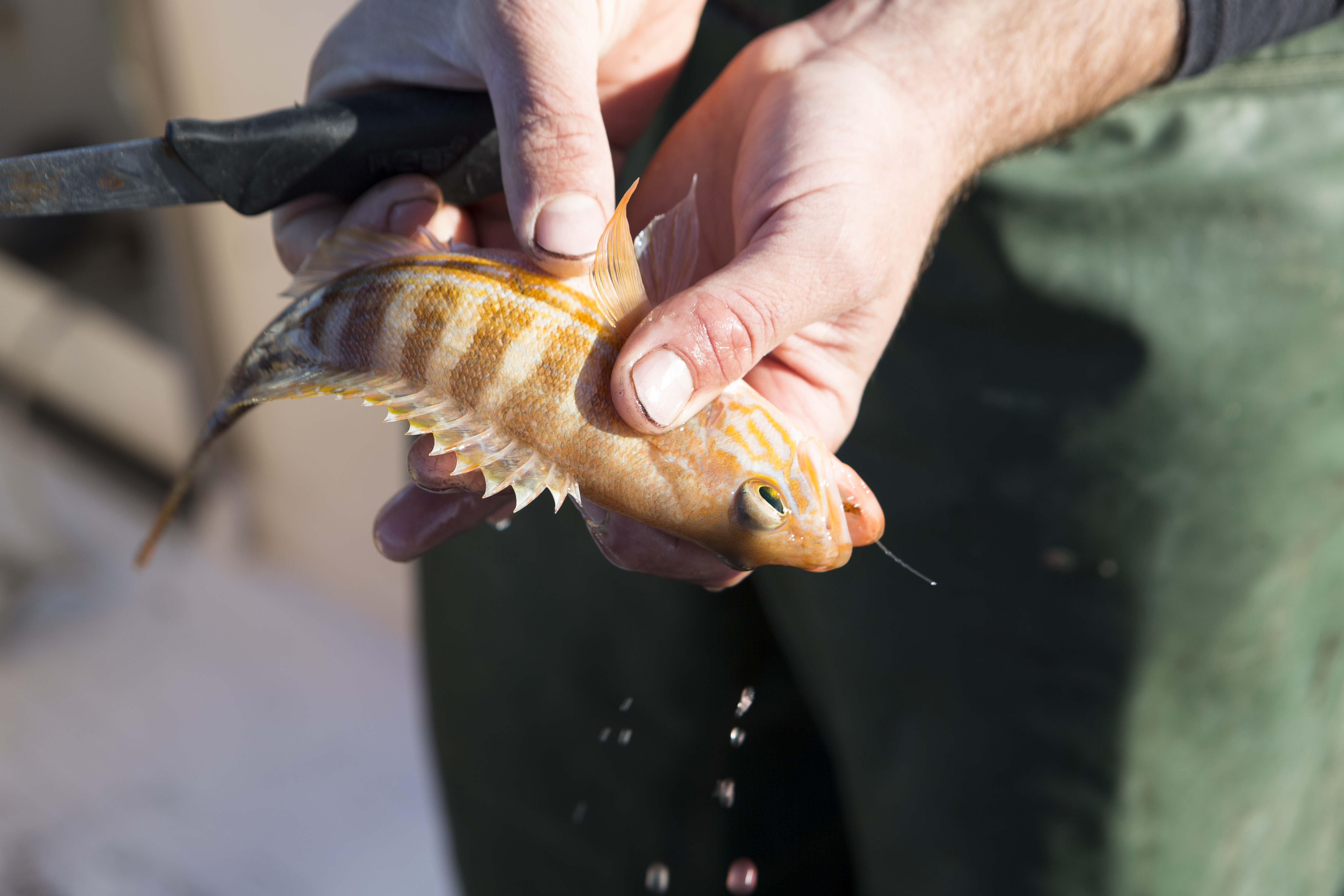 Pêcheur Ikejime Marseille 10