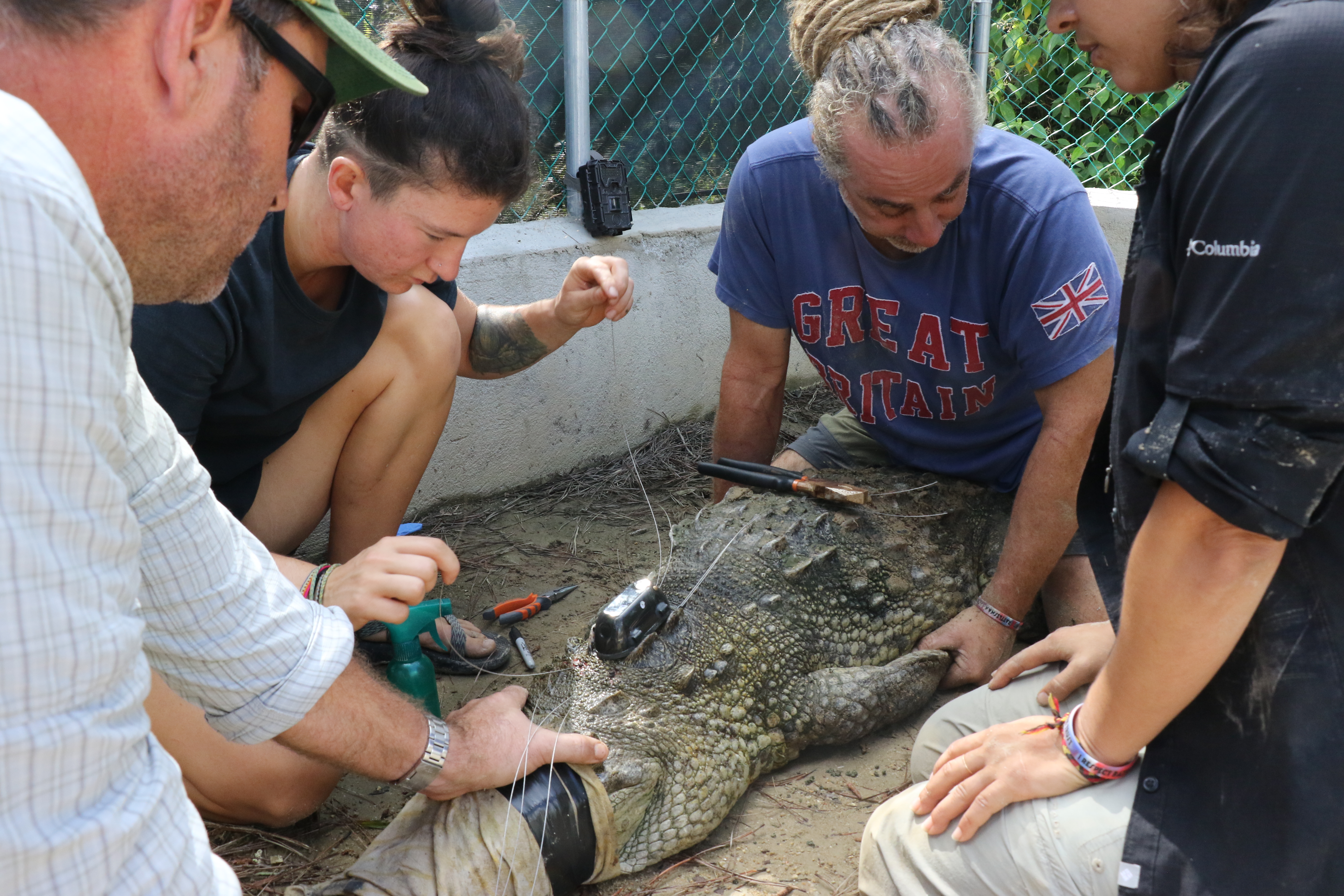 Dr. Marisa Teller supervising tagging a crocodile