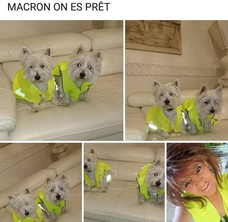 1549366465596-GJ-chiens