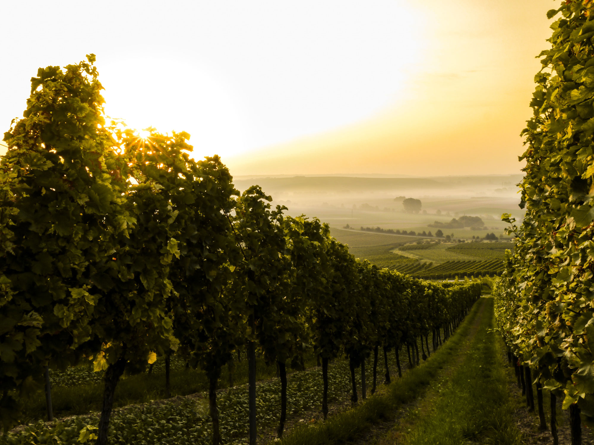 1549391777270-Champagne-small-batch-producers