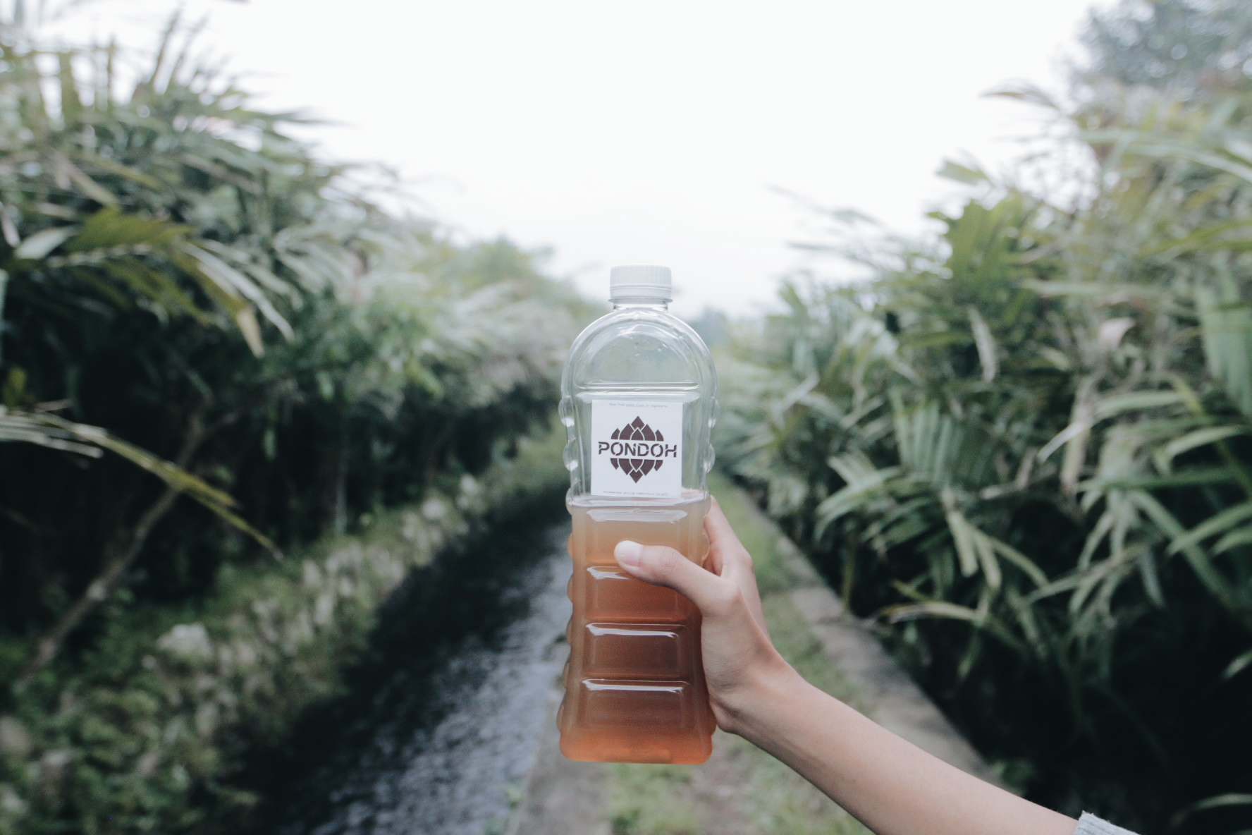 1549439443544-Pondoh-difoto-di-tengah-kebun-salak-yang-mudah-dijumpai-di-sekitar-lokasi-pembuatannya