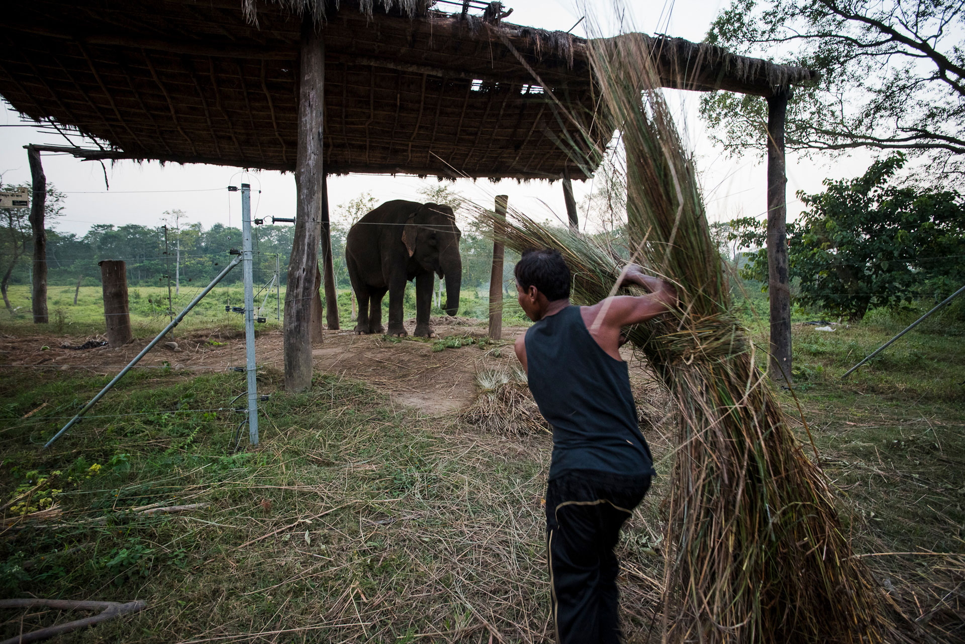 1549892406772-Elephant-Tourism-Nepal-8-of-13