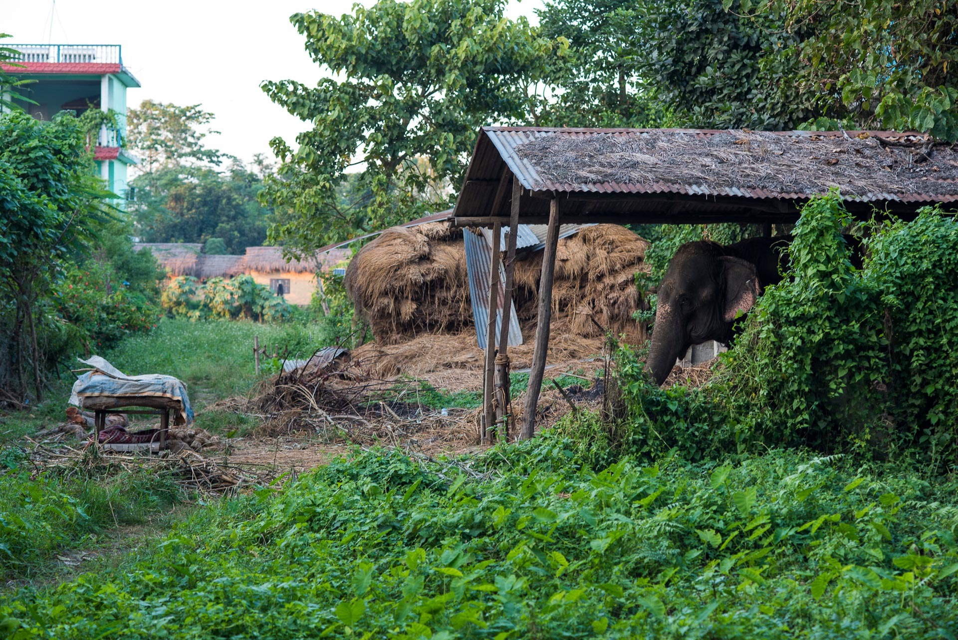 1549892503529-Elephant-Tourism-Nepal-4-of-13