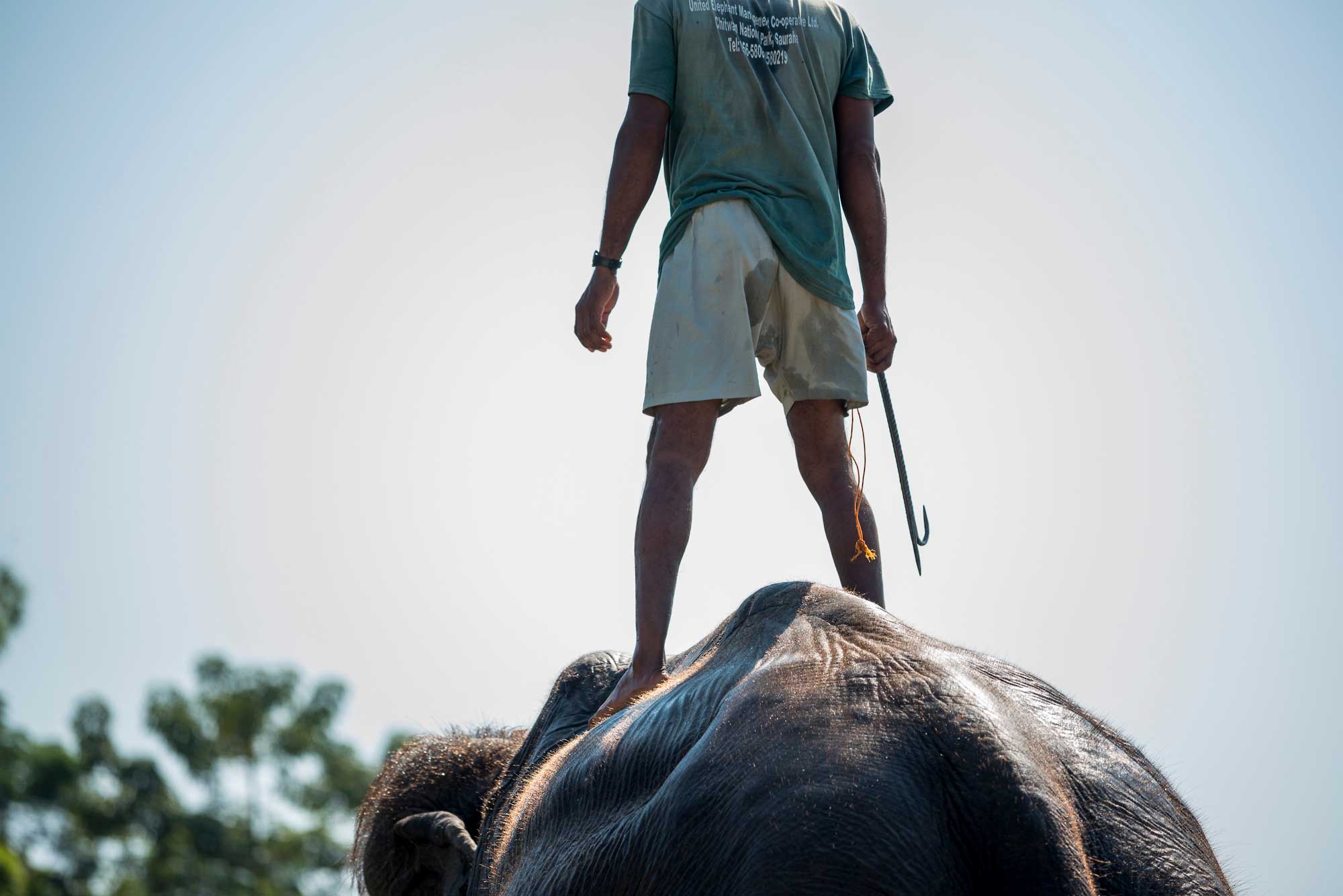 1549894835190-Elephant-Tourism-Cruelty