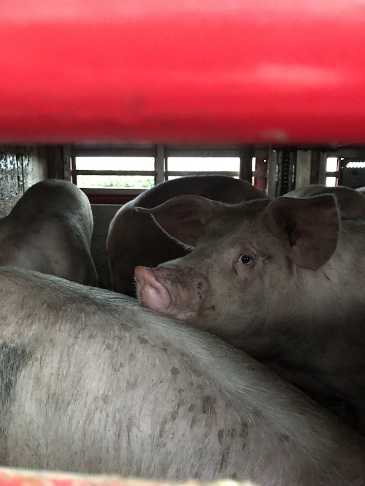Pigs on their way to slaughter in Essex