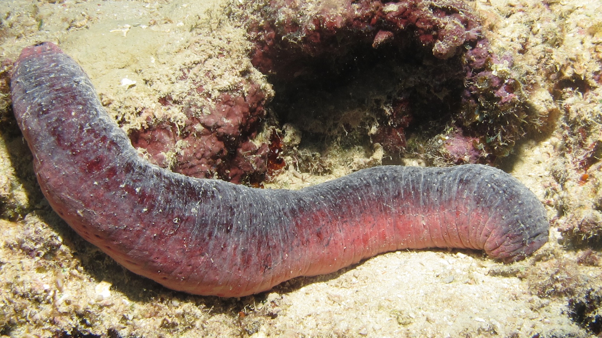 Голотурия черно-красная, m/Holothuria edulis (Red Black back cucumber)