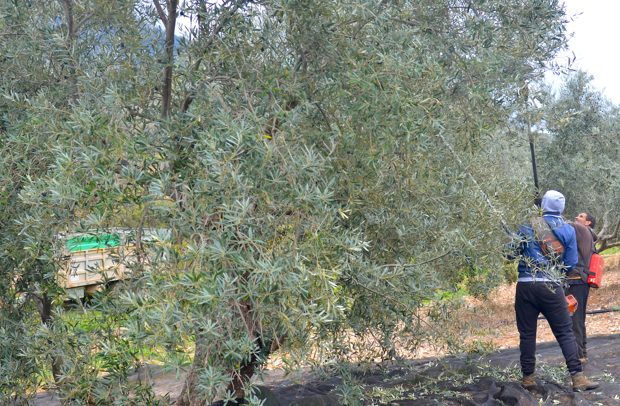 1550083290784-olive-harvest-1