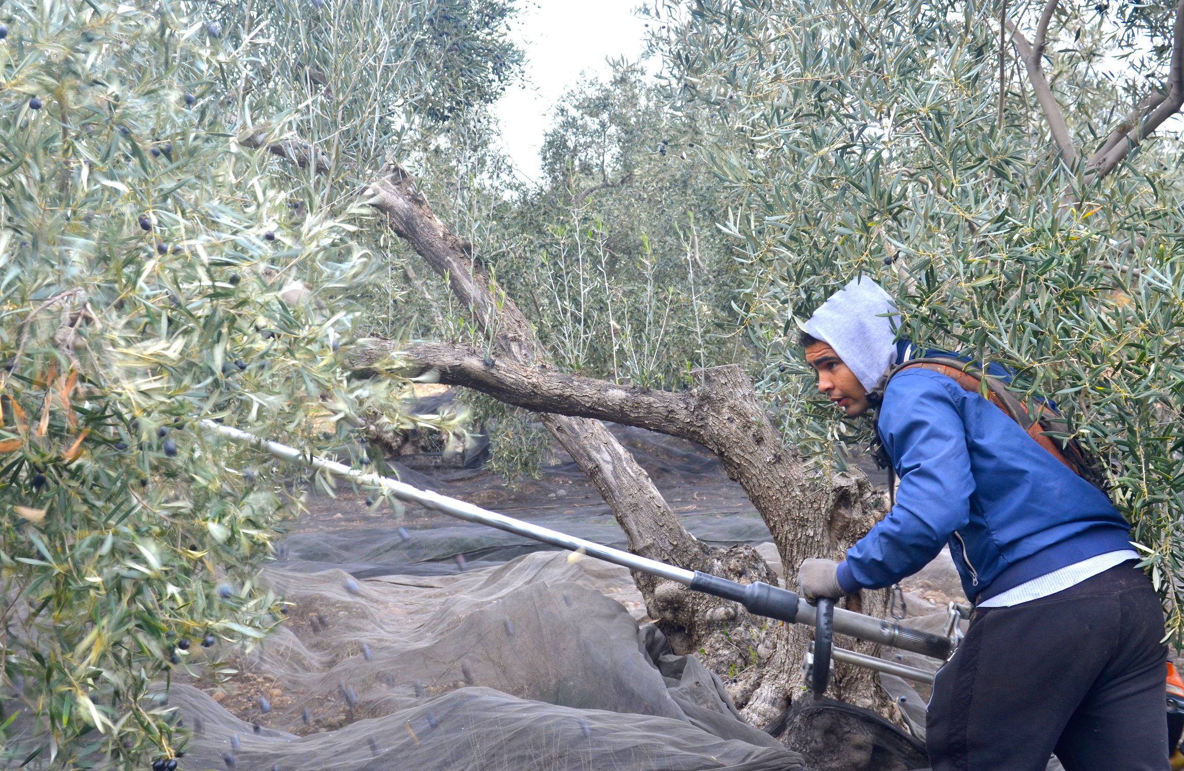 1550083533883-Farm-worker-Ayyub-Elghzi-Gowri-Chandra