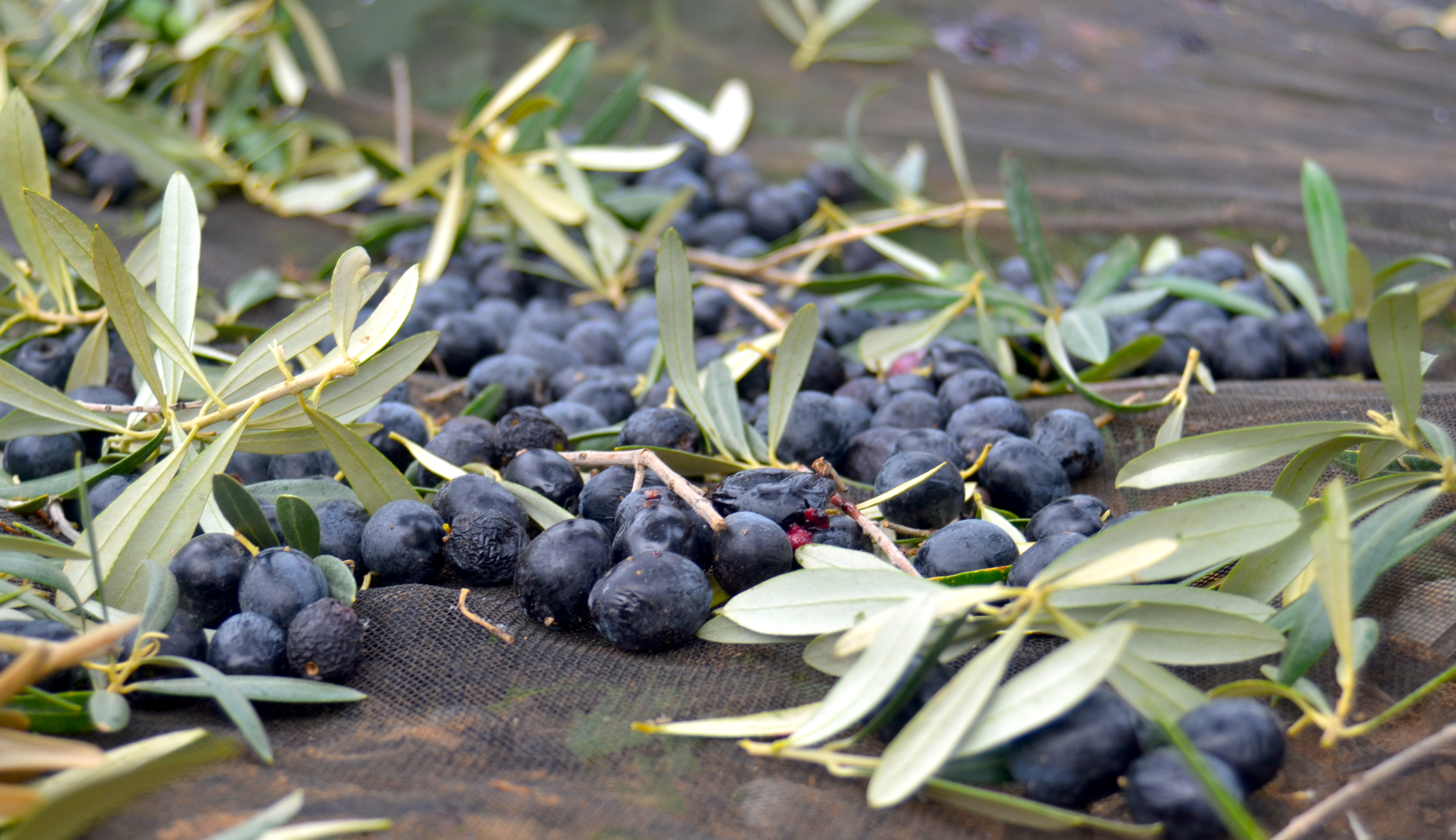 1550084264709-olives-closeup-gowri-chandra