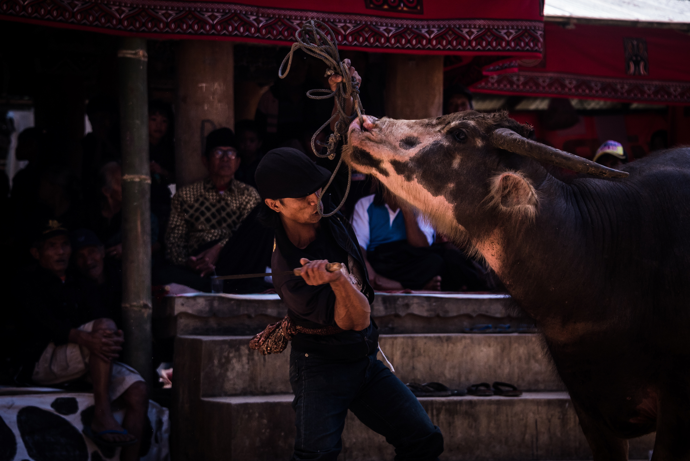 Toraja funeral