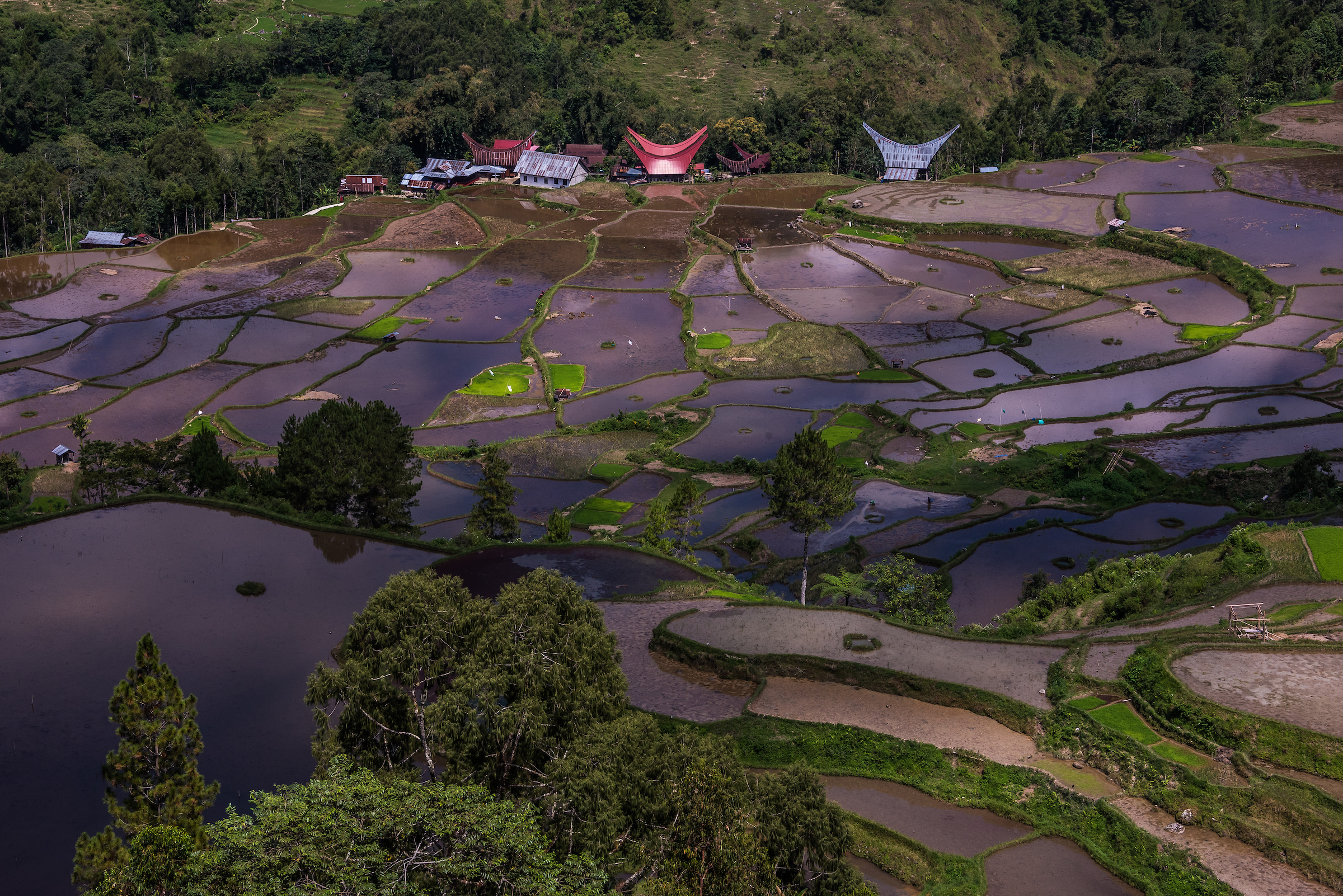 Toraja funeral