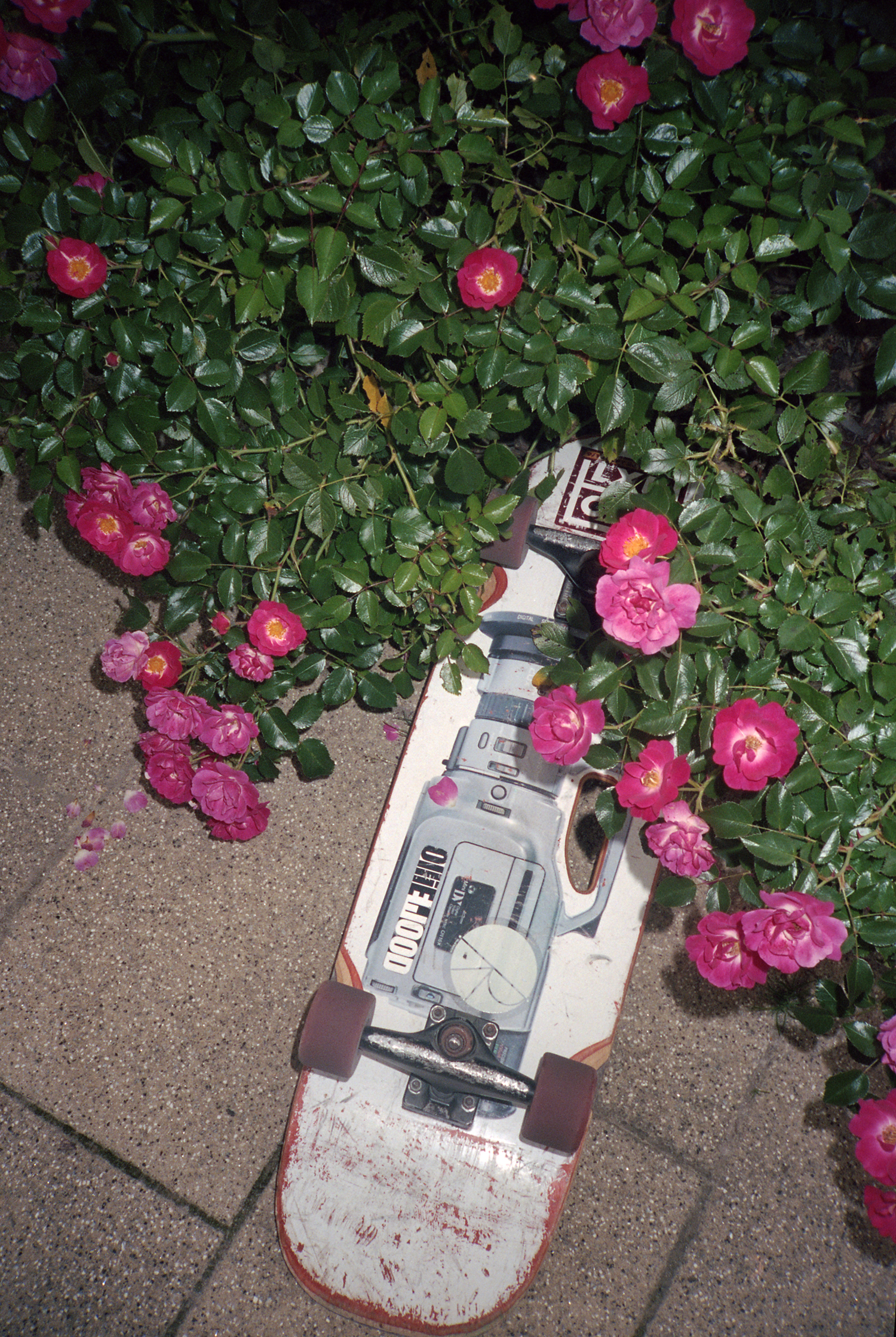 skateboard in bloemen in Luxemburg, foto door Cléo-Nikita Thomasson