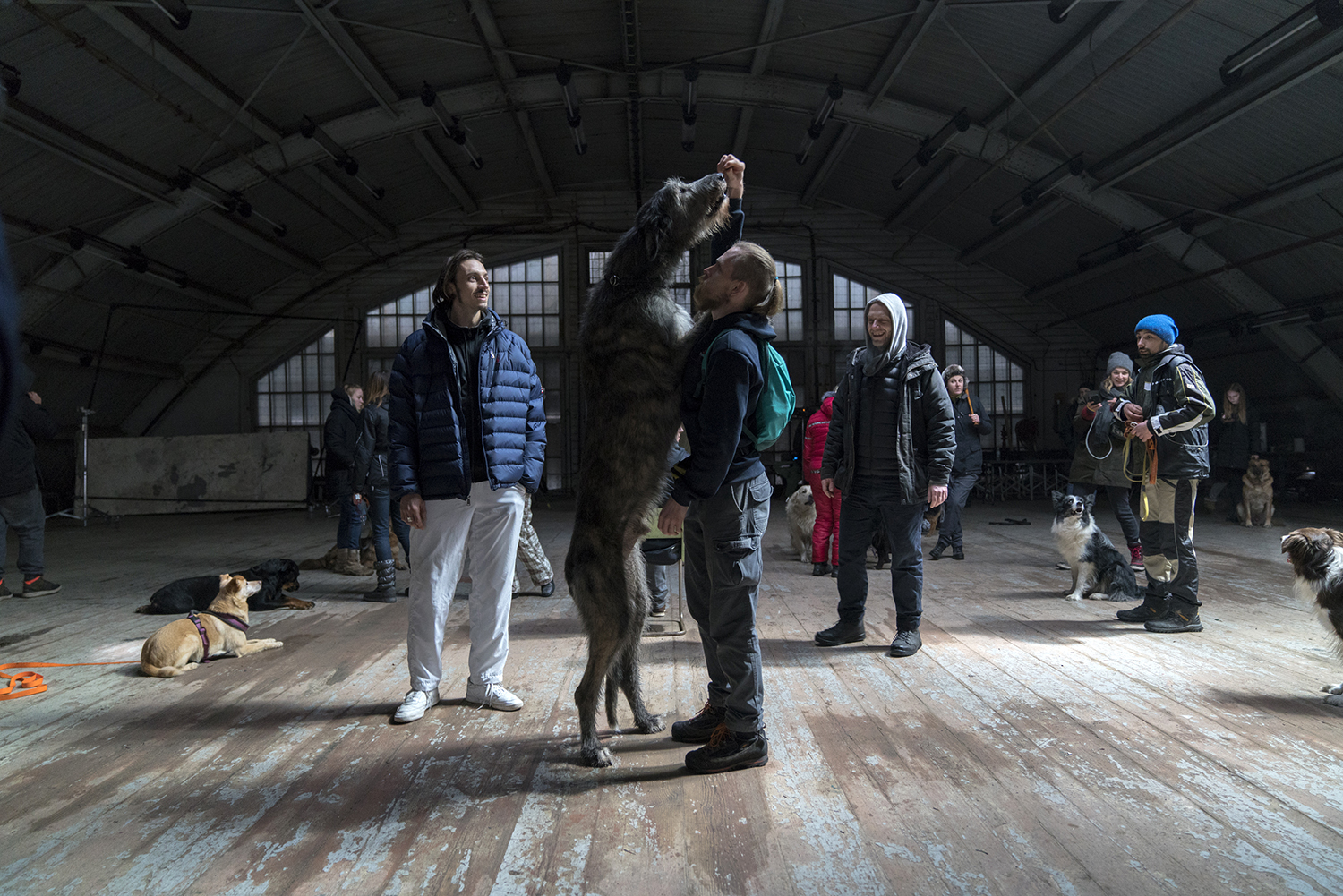 romeo-elvis-malade-straussphere-behind-the-scenes-honden-oekraine
