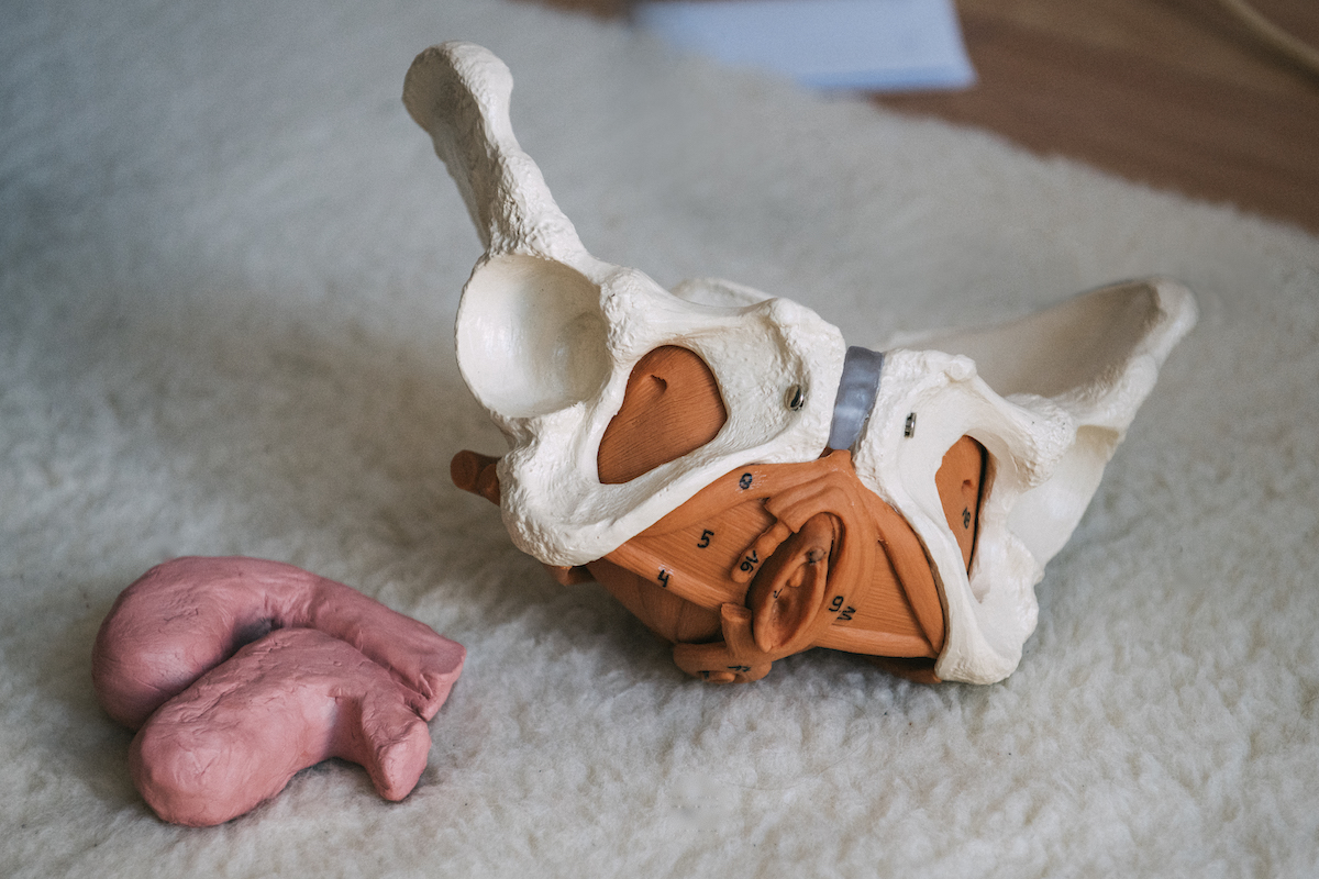Ein Modellbecken und ein Uterus