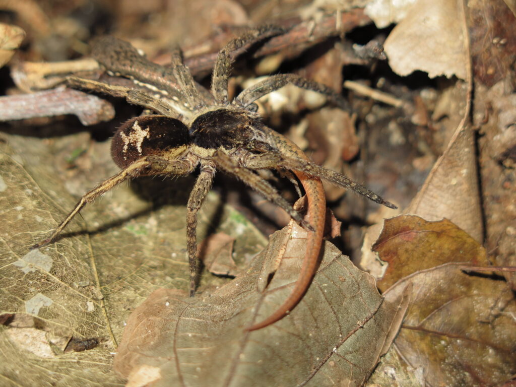 1551464975576-u-m-biologists-capture-super-creepy-photos-of-amazon-spiders-making-meals-of-frogs-lizards-and-furry-mammals-Fig_4-1024x768