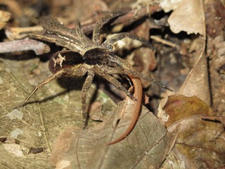 1551464975576-um-biologists-catches-super-scary-pictures-of-amazons-spiders-preparing-meal-frogs-lizards-and-mammals-furry-Fig_4-1024x768 
