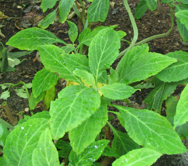 1551811322198-Salvia_divinorum_-_Herba_de_Maria