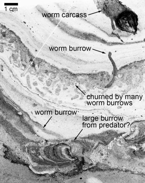 A cross-section of a shale sample from the Mackenzie Mountains.